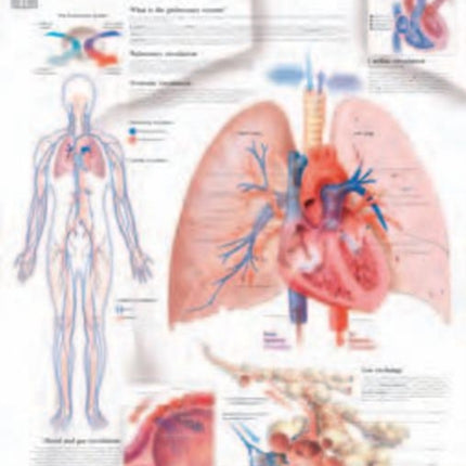 Pulmonary System Laminated Poster