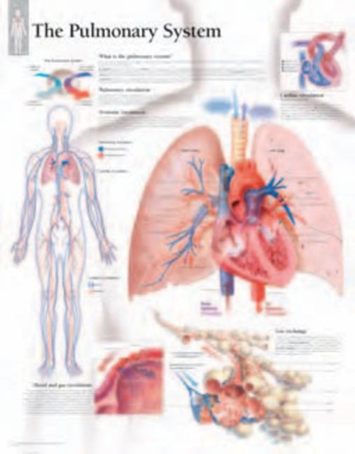 Pulmonary System Laminated Poster