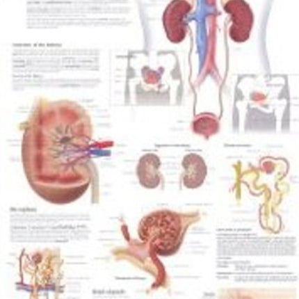 Urinary System Laminated Poster