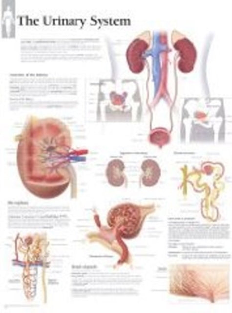 Urinary System Paper Poster