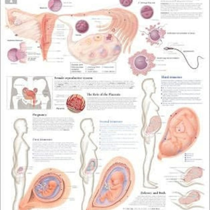 Pregnancy & Birth Laminated Poster