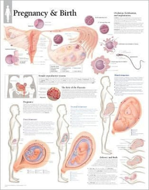 Pregnancy & Birth Laminated Poster