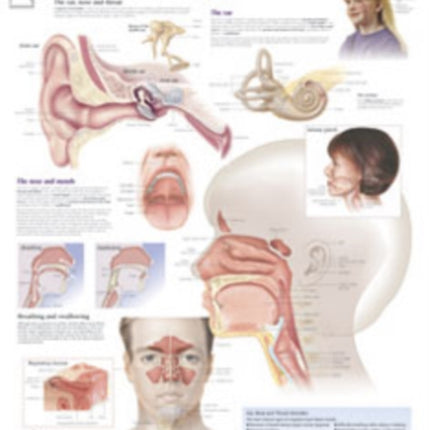 Ear, Nose & Throat Laminated Poster