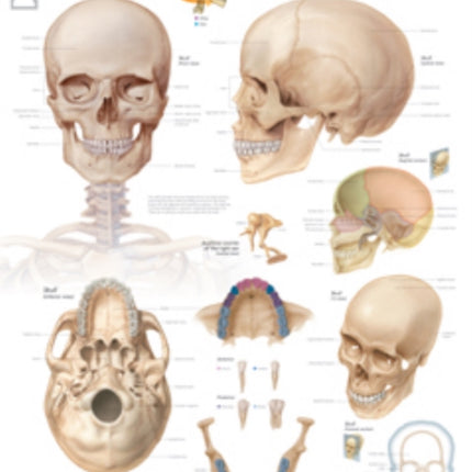 Skull Laminated Poster