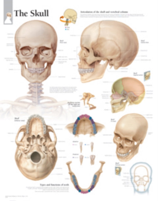 Skull Laminated Poster