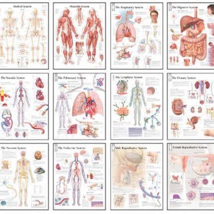 Body Systems Chart Set