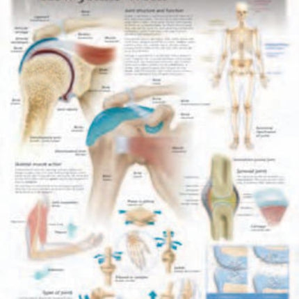 How Joints Work Laminated Poster