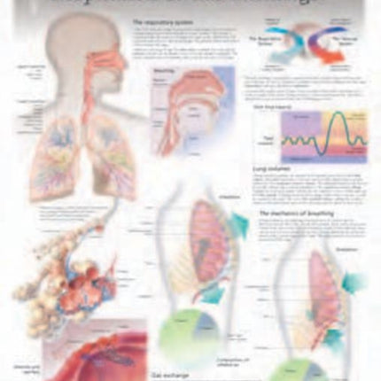 Respiration & Gas Exchange Laminated Poster