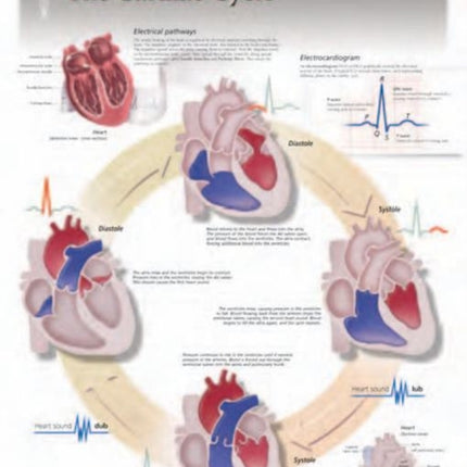 Cardiac Cycle Laminated Poster