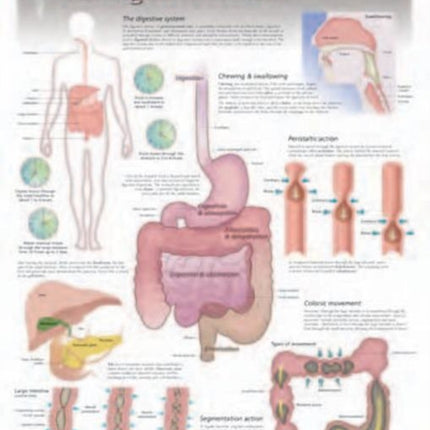 Digestive Process Laminated Poster