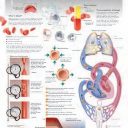 Blood & Blood Pressure Laminated Poster