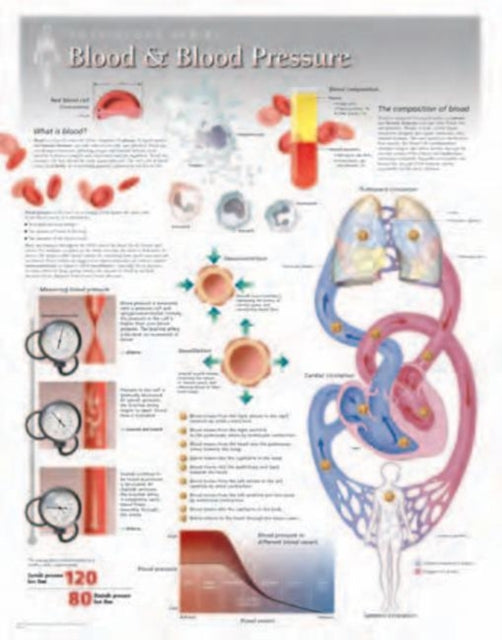 Blood & Blood Pressure Laminated Poster