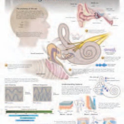 Hearing & Balance Laminated Poster