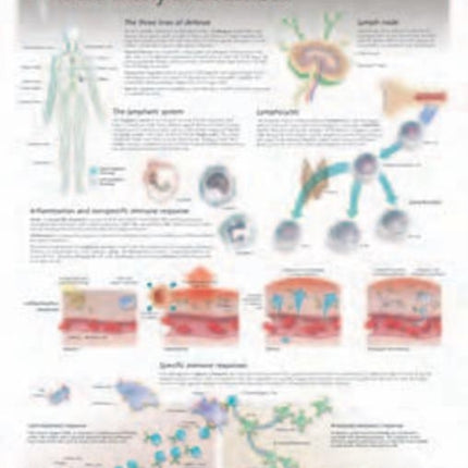 Body's Defences Laminated Poster