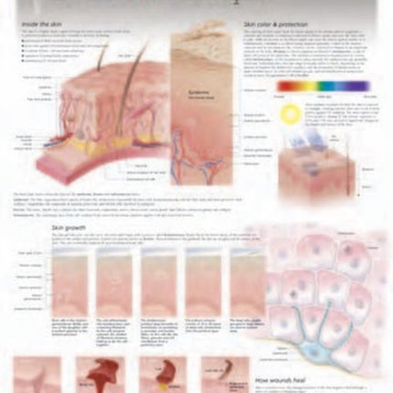 Skin Growth & Repair Laminated Poster