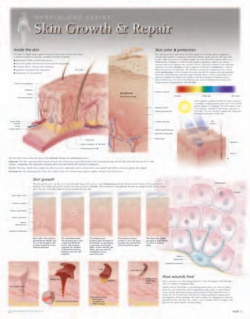 Skin Growth & Repair Laminated Poster