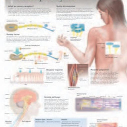 Sensory Receptors Laminated Poster