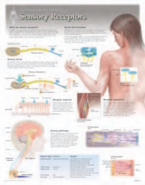 Sensory Receptors Laminated Poster