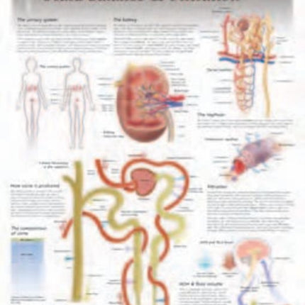 Fluid Balance & Filtration Laminated Poster