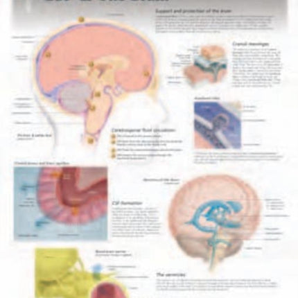 CSF & the Brain Laminated Poster