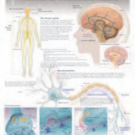 Neurons & Neurotransmitters Laminated Poster