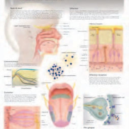 Taste & Smell Laminated Poster