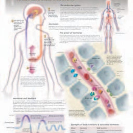 Hormonal Action Laminated Poster