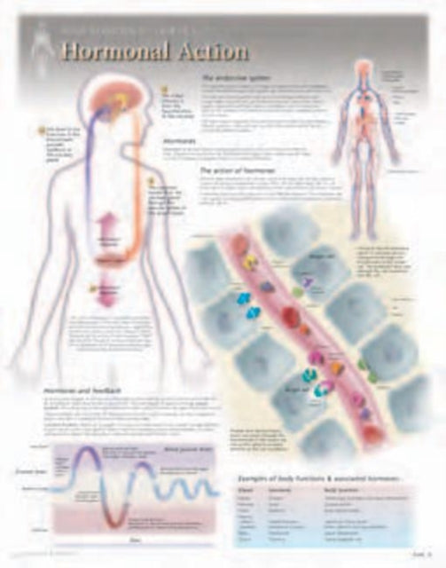 Hormonal Action Laminated Poster