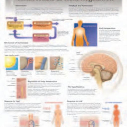 Homeostatis & Heat Regulation Laminated Poster