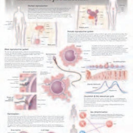 Human Reproduction Laminated Poster