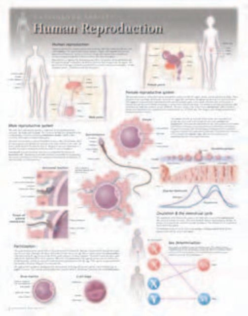 Human Reproduction Laminated Poster