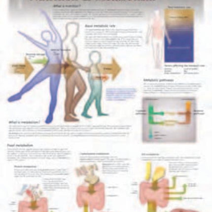 Nutrition & Metabolism Laminated Poster