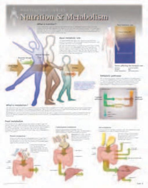 Nutrition & Metabolism Laminated Poster