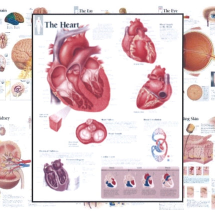 Body Organ Wall Chart Set