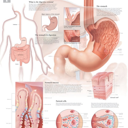 Stomach Laminated Poster