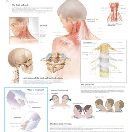 Understanding the Head & Neck