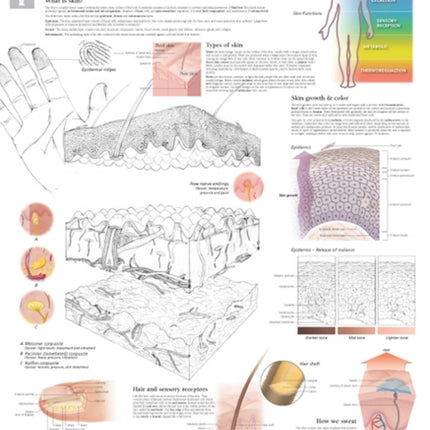 Integumentary System Laminated Poster