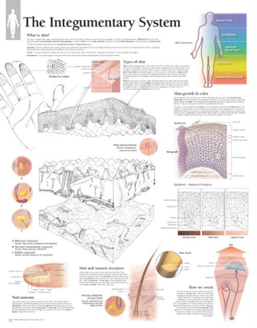 Integumentary System Laminated Poster