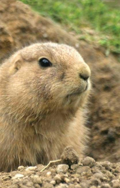 Prairie Dog Blank Journal