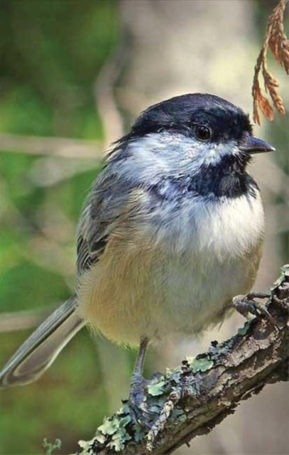 Chickadee Blank Journal