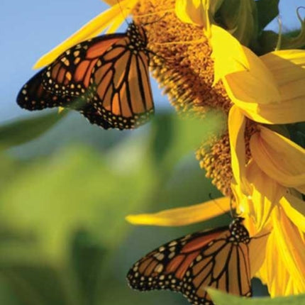 Butterfly Sunflower Blank Journal