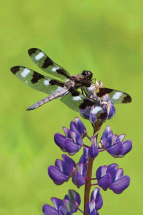 Dragonfly Blank Journal