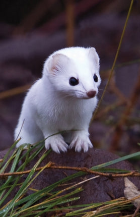 Short-Tailed Weasel Blank Journal