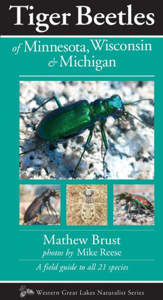 Tiger Beetles of Minnesota, Wisconsin & Michigan