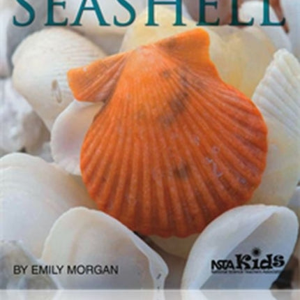 Next Time You See a Seashell