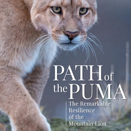 Path of the Puma: The Remarkable Resilience of the Mountain Lion