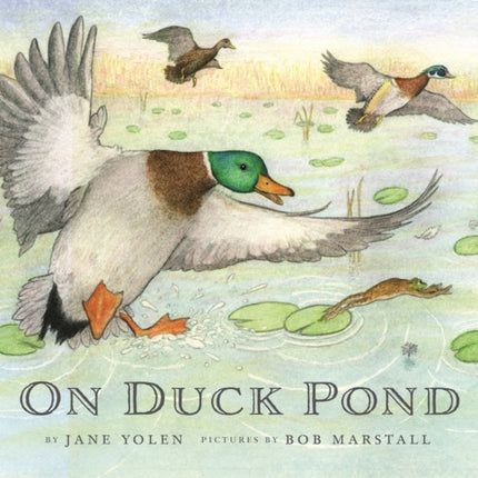 On Duck Pond