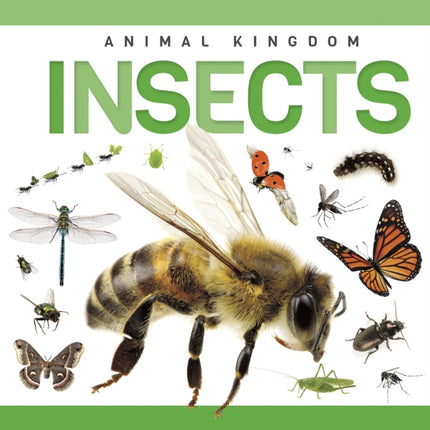 Insects