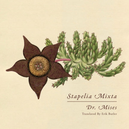 Stapelia Mixta