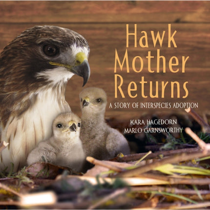 Hawk Mother Returns